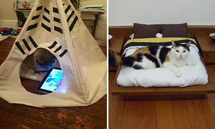 62 Spoiled Cats That Probably Live Better Than You