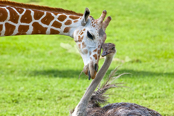 Bea The Giraffe And Wilma The Ostrich