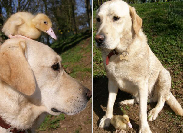15 Unusual Animal Friendships That Will Melt Your Heart