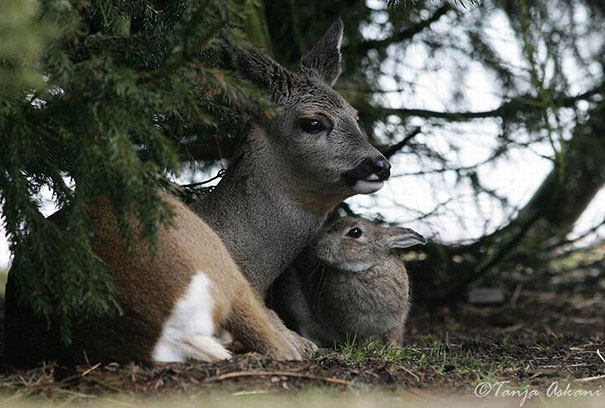 15 Unusual Animal Friendships That Will Melt Your Heart
