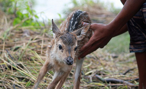 Heroic Boy Risks His Life To Save A Drowning Baby Deer From Floodwaters In Bangladesh