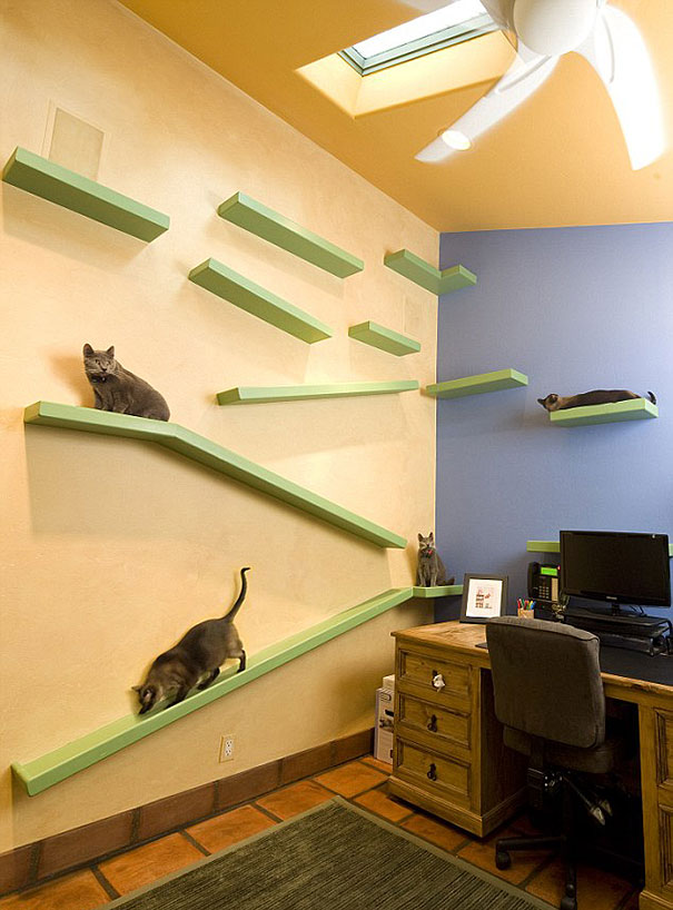 Man With 18 Cats Spends $35,000 On Turning His Home Into A Cat Paradise