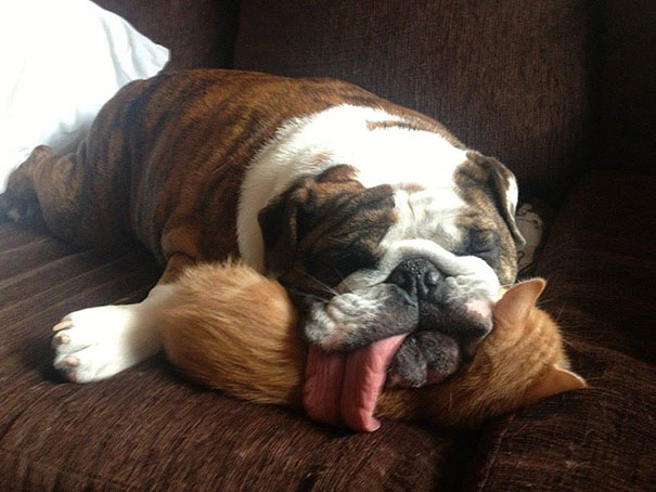 31 Animals That Use Each Other As Pillows | Bored Panda
