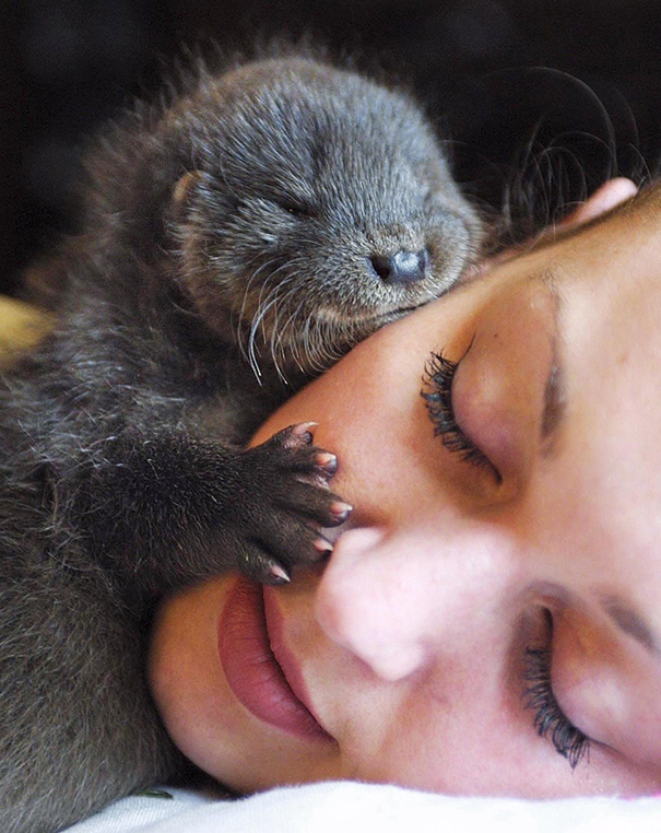31 Animals That Use Each Other As Pillows