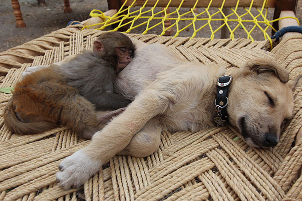 31 Animals That Use Each Other As Pillows