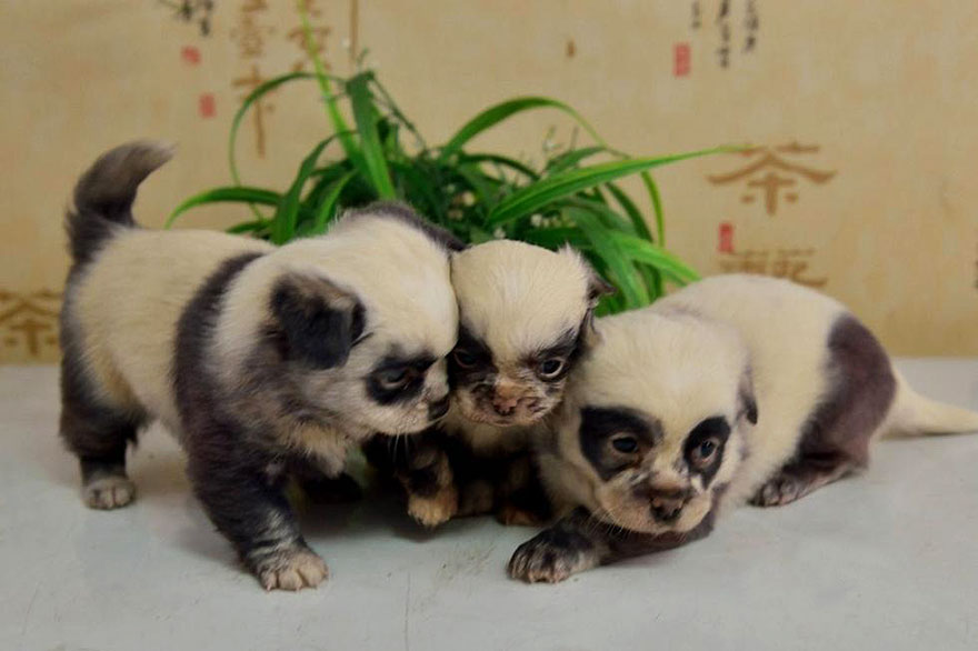 These Adorable Puppies Look Just Like Miniature Panda Cubs