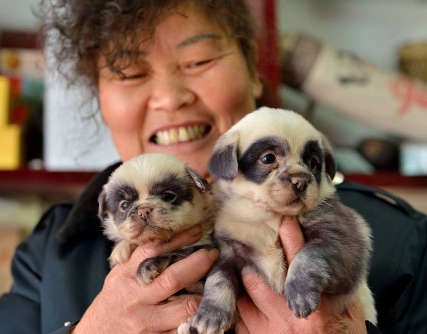 These Adorable Puppies Look Just Like Miniature Panda Cubs