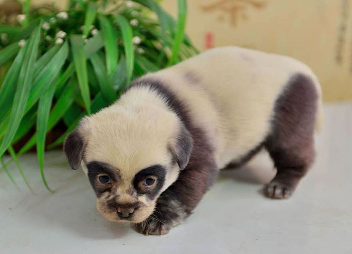 These Adorable Puppies Look Just Like Miniature Panda Cubs Bored