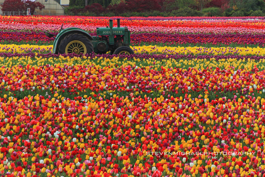 15 Incredibly Colorful Spring Flower Fields Around The World