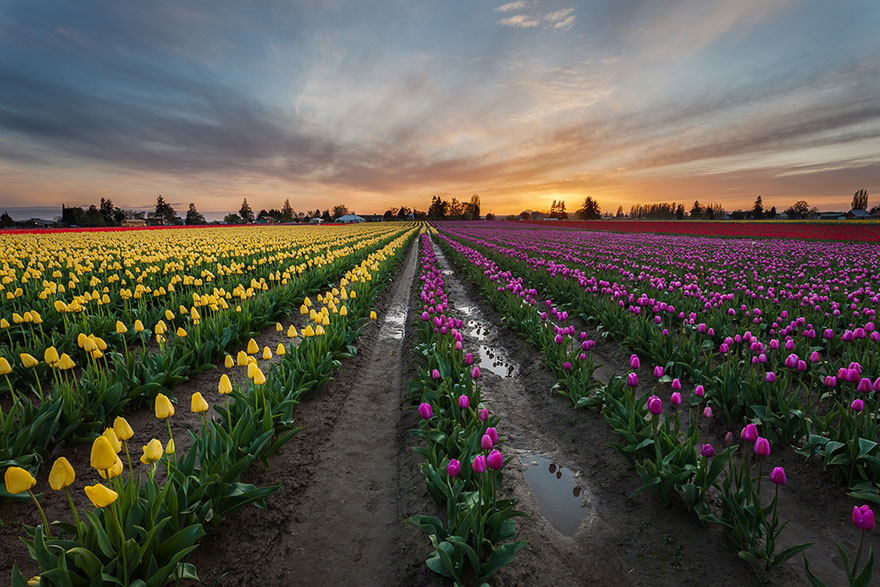 15 Incredibly Colorful Spring Flower Fields Around The World
