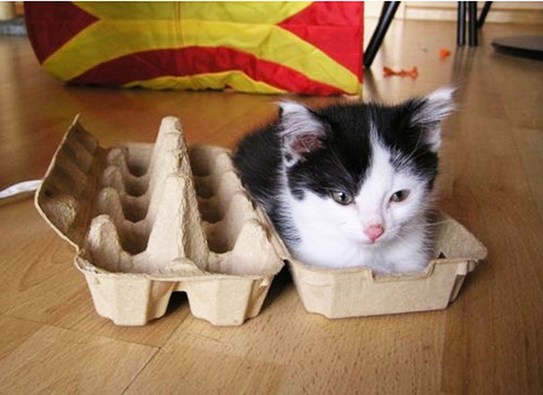 If It Fits, I Sits: These 21 Cats Prove That No Space Is Too Tight