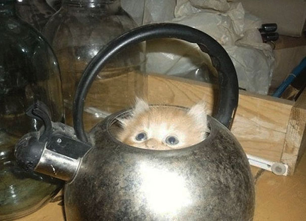 If It Fits, I Sits: These 21 Cats Prove That No Space Is Too Tight