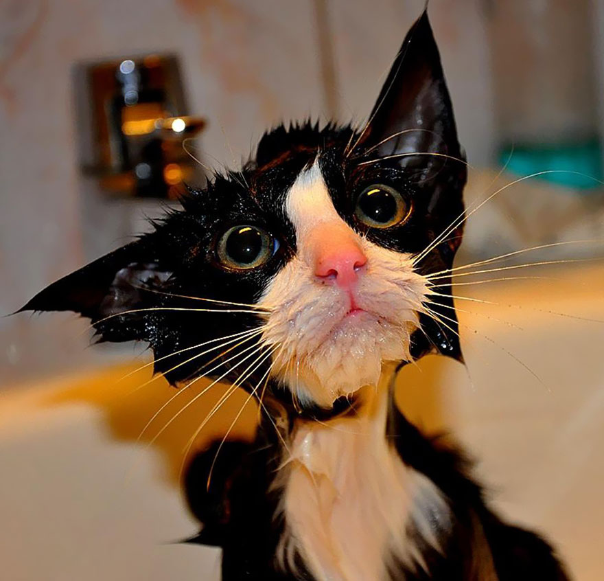 22 Hilarious Pictures Of Wet Cats Bored Panda 22 Hilarious Pictures Of Wet Cats Bored Panda