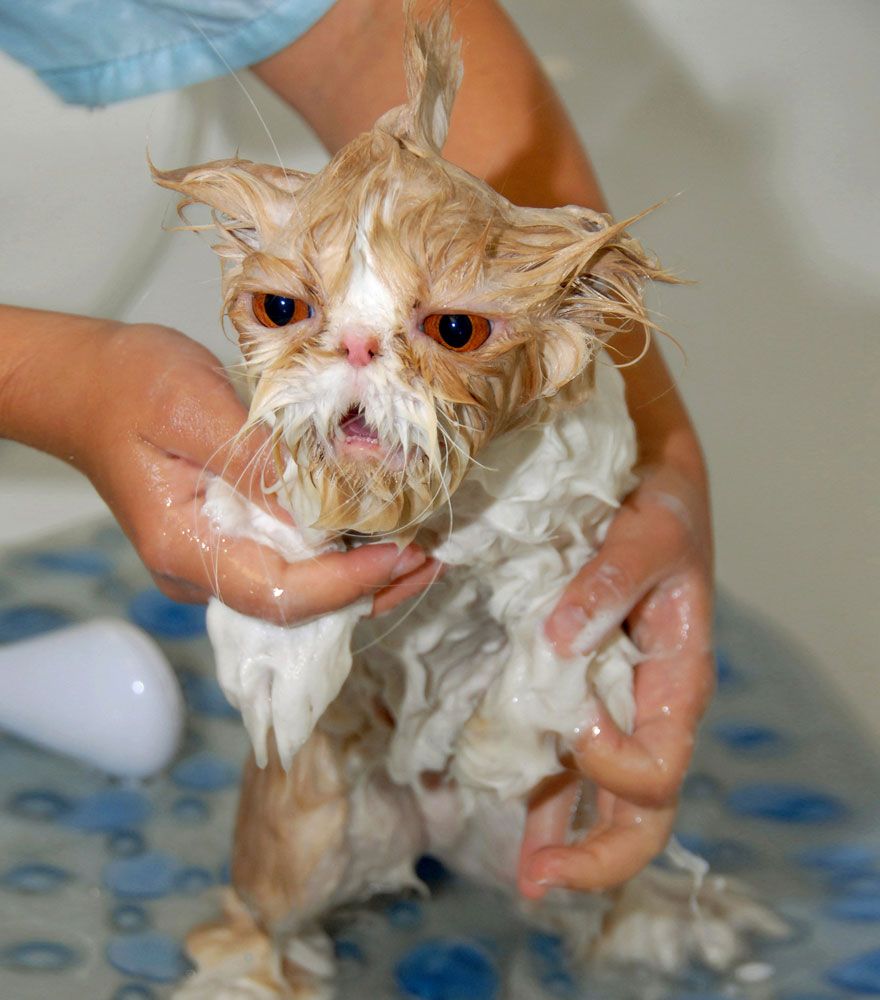 22 Hilarious Pictures Of Wet Cats