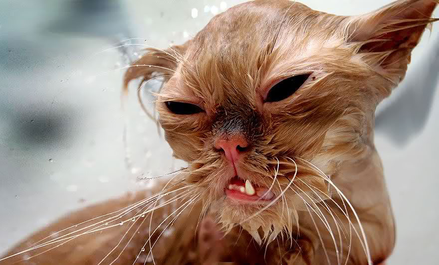 22 Hilarious Pictures Of Wet Cats
