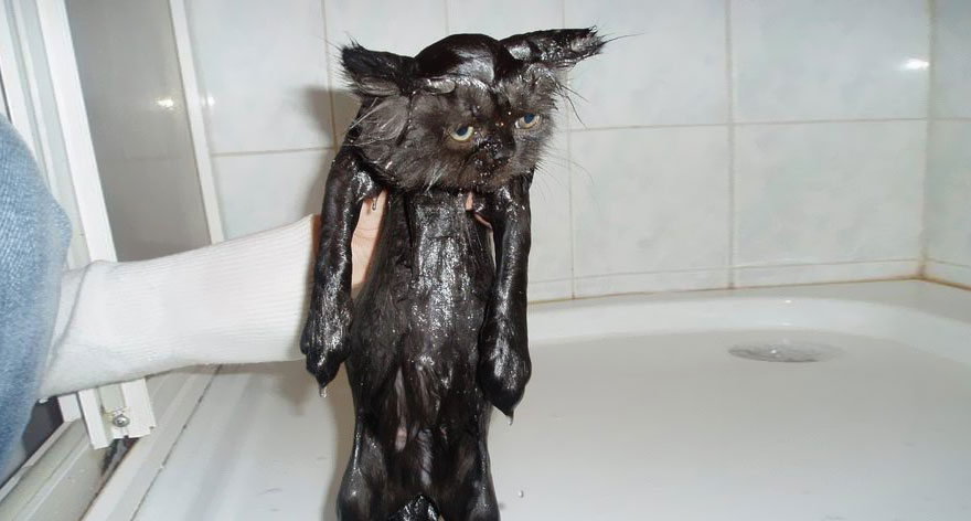 22 Hilarious Pictures Of Wet Cats Bored Panda 22 Hilarious Pictures Of Wet Cats Bored Panda