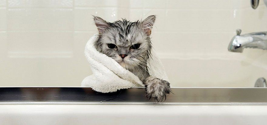 22 Hilarious Pictures Of Wet Cats | Bored Panda
