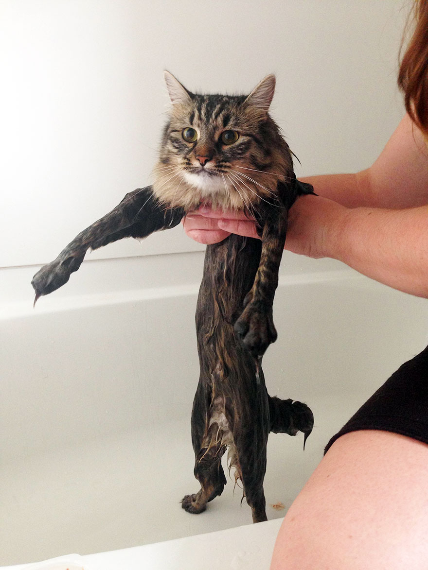 22 Hilarious Pictures Of Wet Cats Bored Panda 22 Hilarious Pictures Of Wet Cats Bored Panda