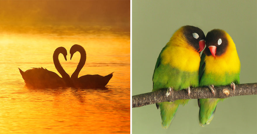 two parrots sitting together on the brunch on the right image, two swans swimming together on the left image