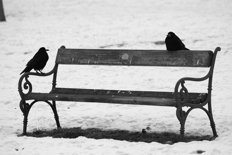 two black crows sitting on the bench and looking at each other