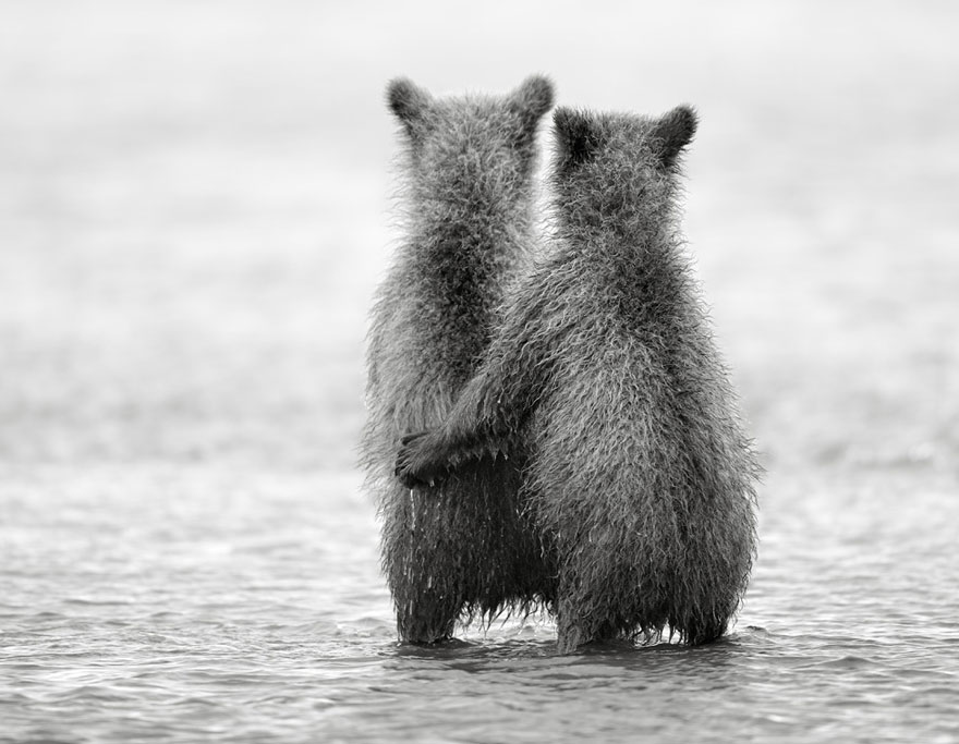 two bears standing in the water very close to each other