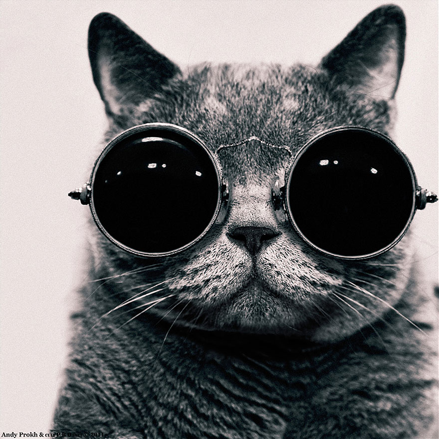 cat in a big dark glasses