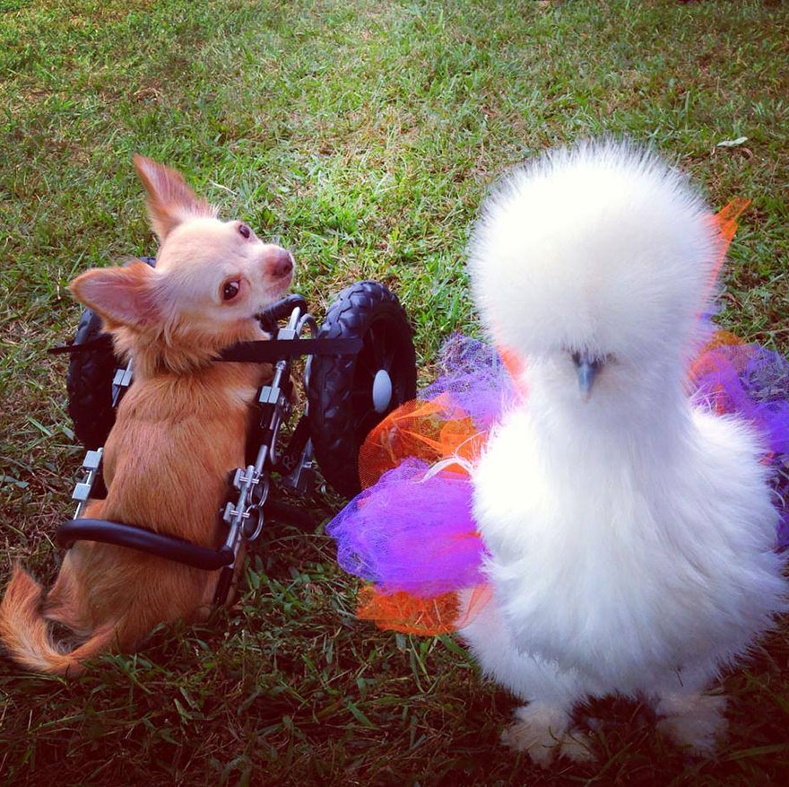 Fluffy Chicken Saved From Laboratory Becomes Best Friends With Abandoned Two-legged Chihuahua
