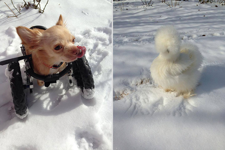 Fluffy Chicken Saved From Laboratory Becomes Best Friends With Abandoned Two-legged Chihuahua