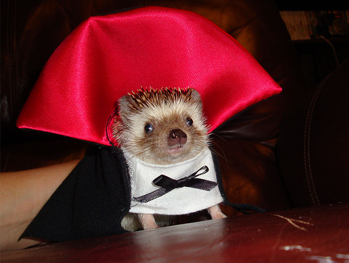 151 Terrifyingly Cute Halloween Costumes For Pets