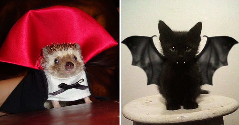 animal halloween costumes