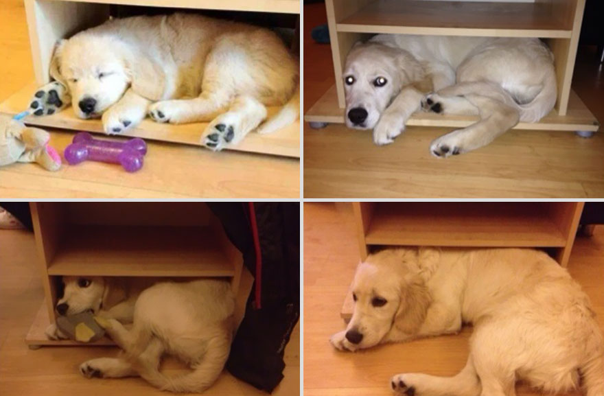 22 Adorable Before And After Pictures Of Animals Growing Up
