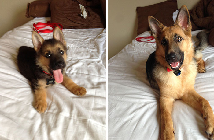 22 Adorable Before And After Pictures Of Animals Growing Up