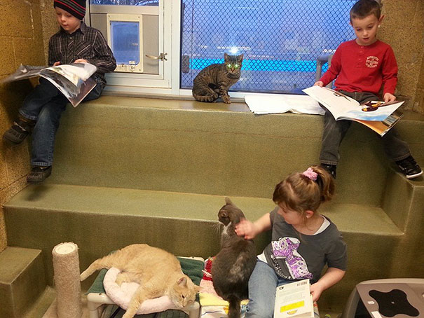 Children Read To Shelter Cats In The Heart-melting "Book Buddies" Program