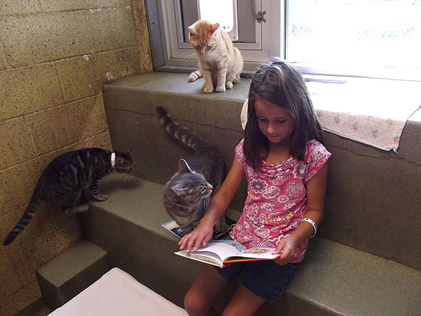 Children Read To Shelter Cats In The Heart-melting "Book Buddies" Program