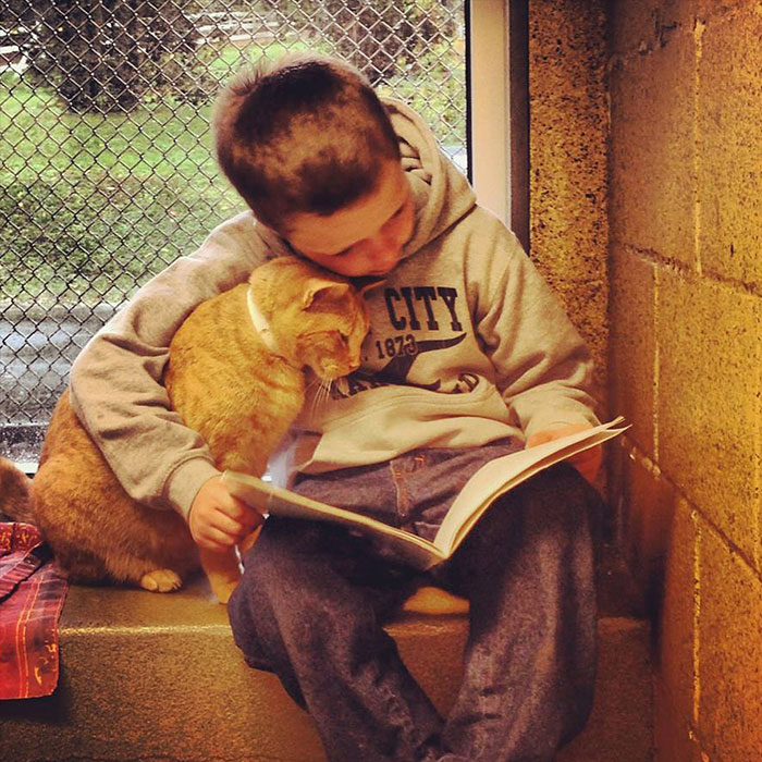 Children Read To Shelter Cats In The Heart-melting “Book Buddies” Program