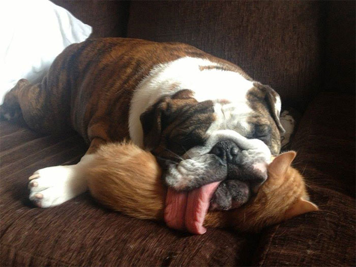 31 Animals That Use Each Other As Pillows | Bored Panda