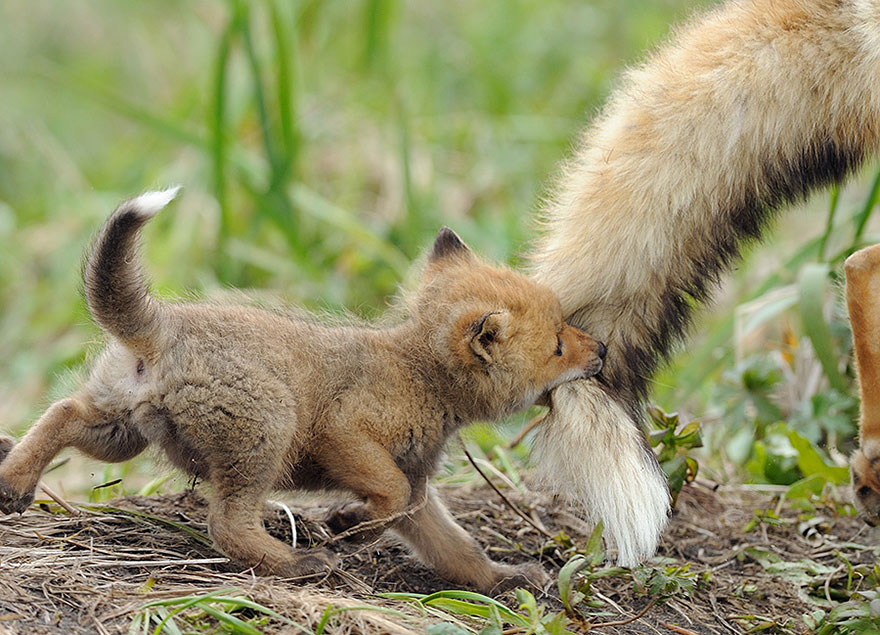 These 22 Photos Will Make You Fall In Love With Foxes