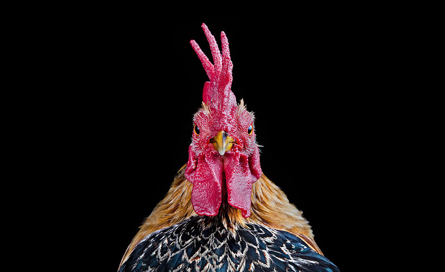 Warrior-Like Beauty Pageant Chickens In Beautiful Photos By Ernest Goh