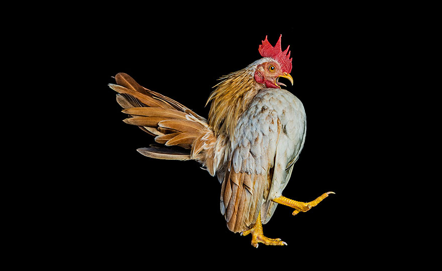 ayam-seramas-chicken-photography-ernest-goh-3
