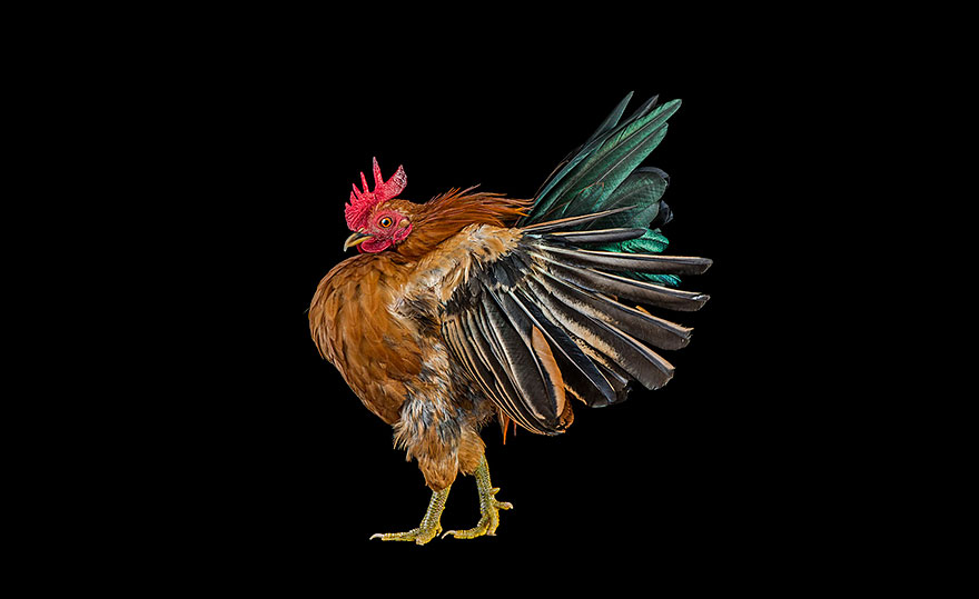 Warrior-Like Beauty Pageant Chickens In Beautiful Photos By Ernest Goh