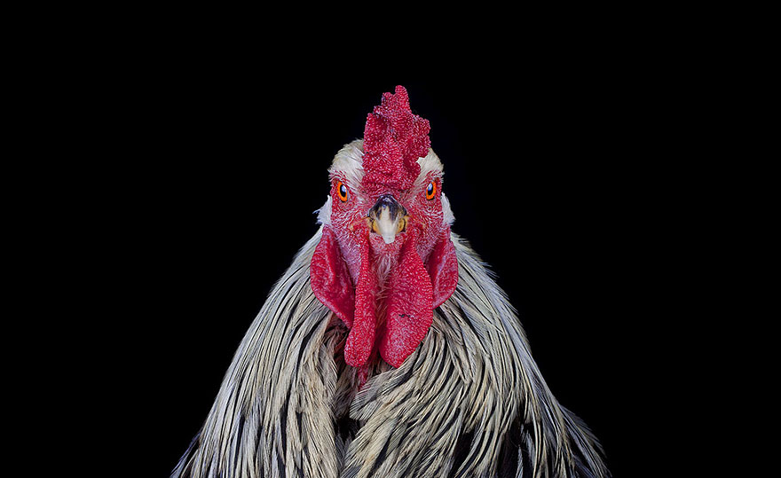 ayam-seramas-chicken-photography-ernest-goh-8