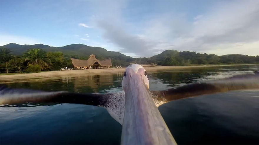 Rescued Pelican Learns To Fly With GoPro On Beak (VIDEO)