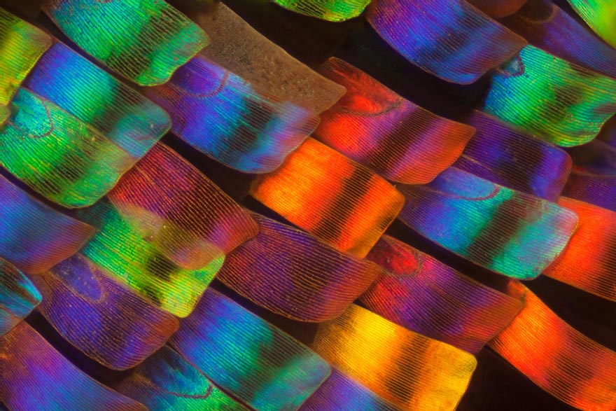 Biochemist Takes Stunning Macro Photographs of Butterfly Wings