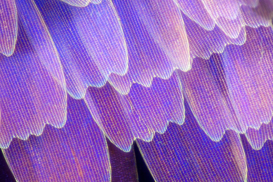 Biochemist Takes Stunning Macro Photographs of Butterfly Wings