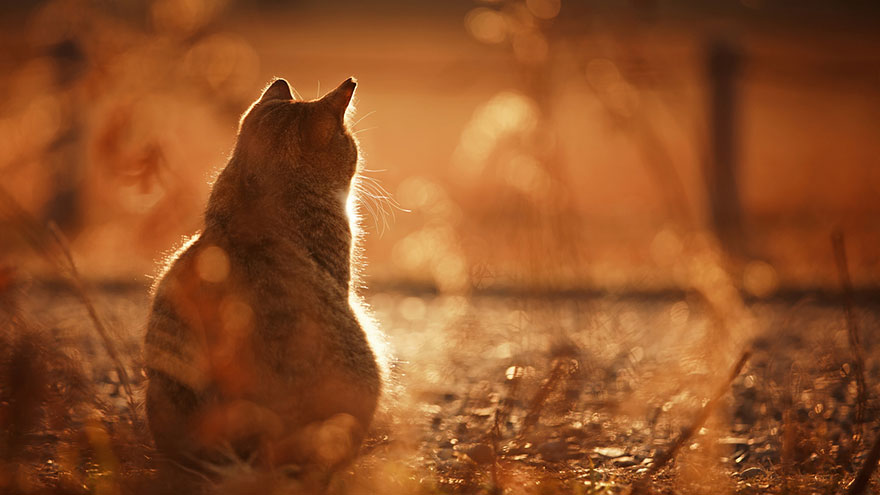 Japanese Photographer Takes Beautiful Sun-Kissed Photos Of Cats