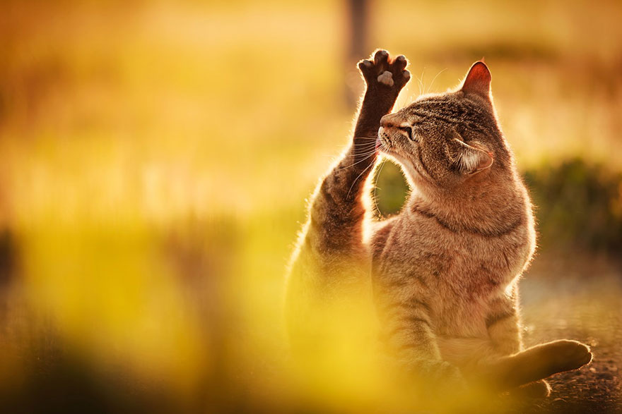 Japanese Photographer Takes Beautiful Sun-Kissed Photos Of Cats