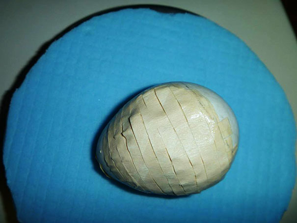 Ranger Repairs Extremely Rare Parrot's Crushed Egg With Glue And Tape