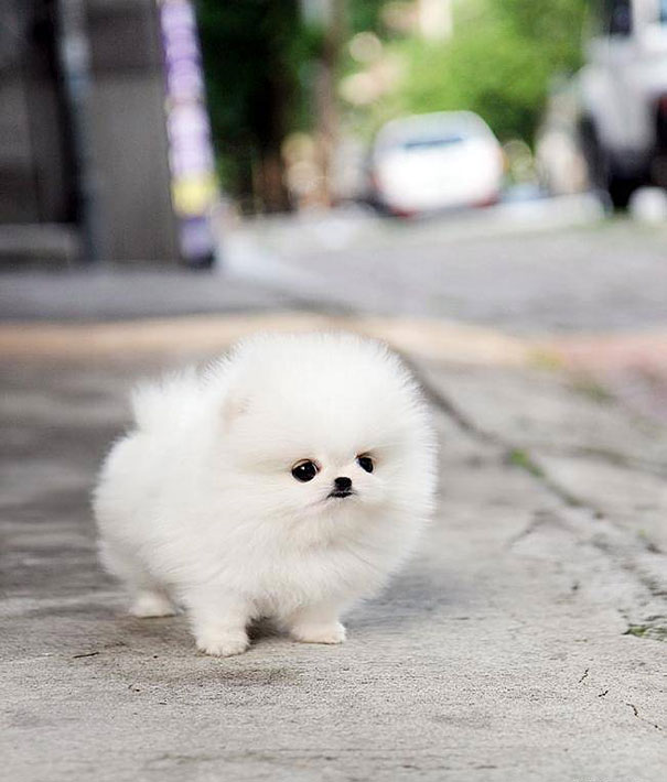 These 16 Fluffy Animals Will Make You Say Awww