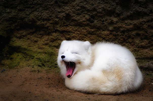 These 16 Fluffy Animals Will Make You Say Awww