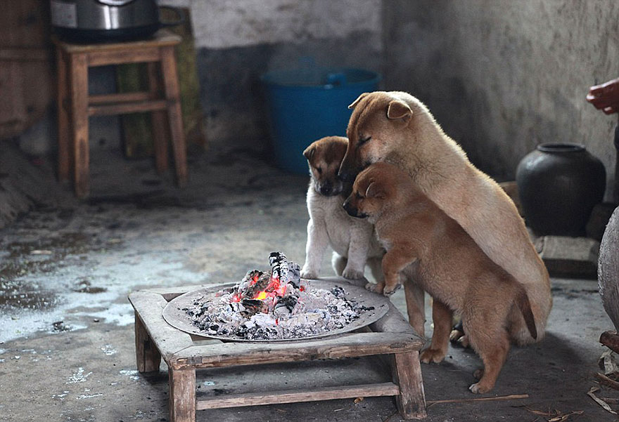 cute-puppies-barking-cold-stove-1